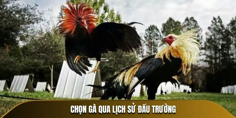 Chọn gà qua lịch sử đấu trường