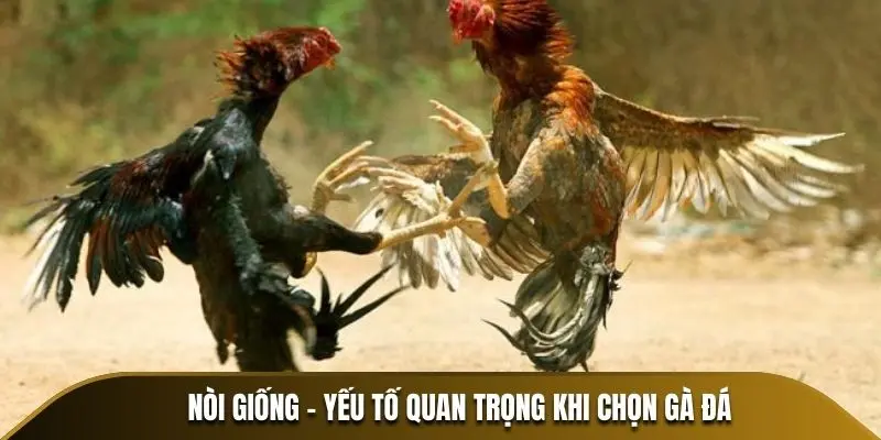 Nòi giống - Yếu tố quan trọng khi chọn gà đá