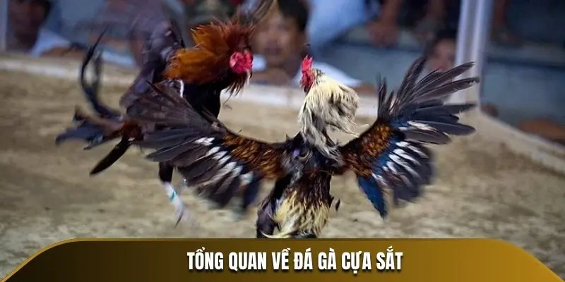 Tổng quan về đá gà cựa sắt