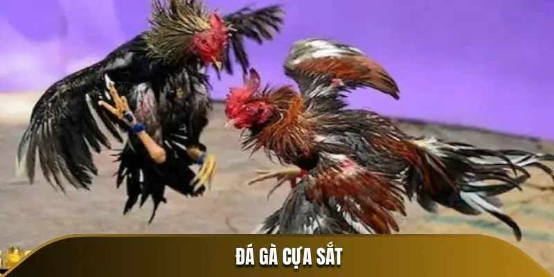 Đá Gà Cựa Sắt 69VN